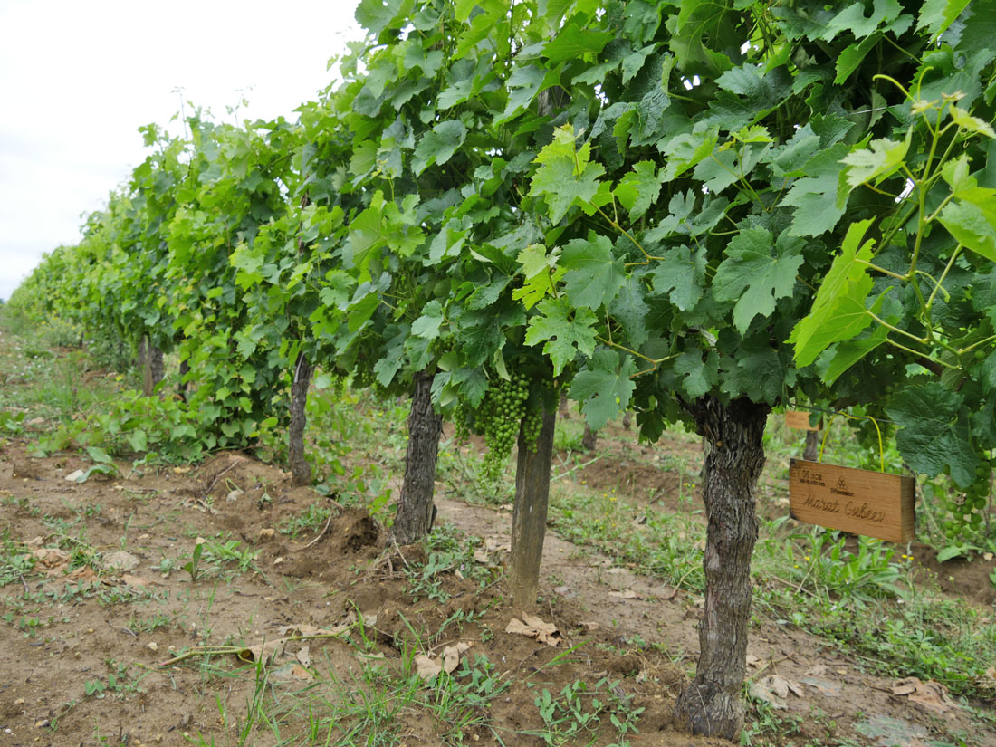 Виноградник на урожай